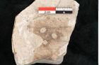 Foto (Detailansicht) von Sclerotium acericolum Heer (NHMW-GEO-2024-0188-6709)